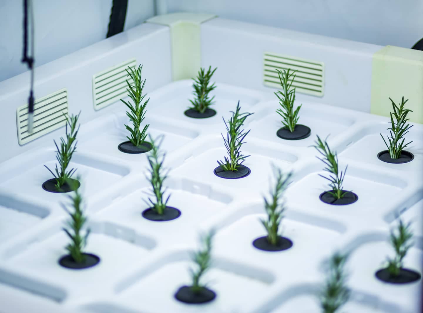 GrowCologne Verkaufsraum mit Growbedarf Regalen